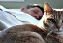 Почему кошки спят на человеке?
