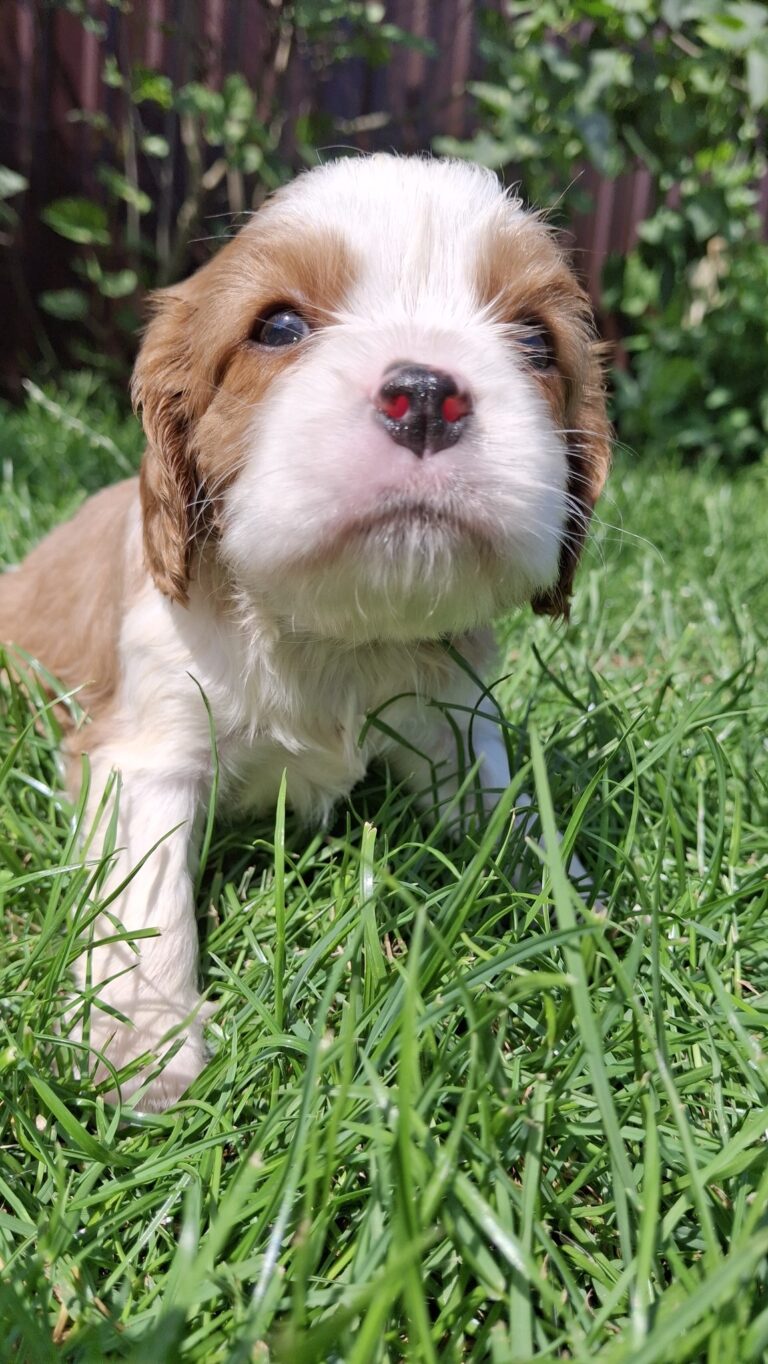 Ideaalsed tõupuhtad Cavalier King Charles spanjeli kutsikad!