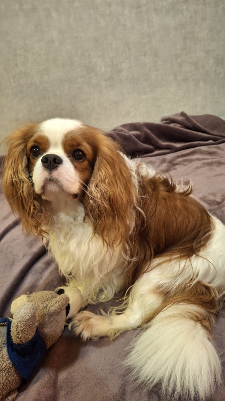 Cavalier King Charles spanjeli kutsikad! Saadaval