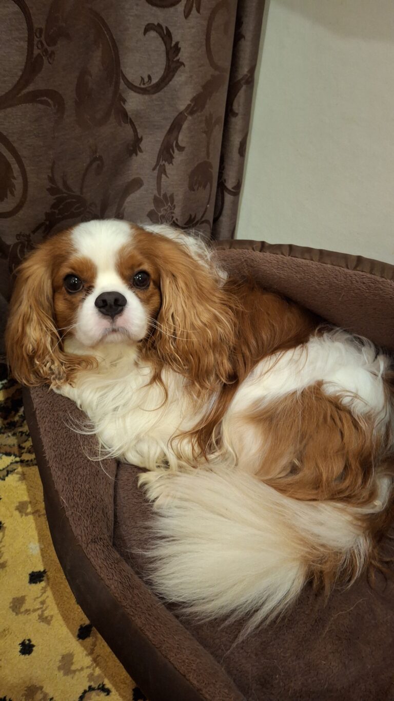 Cavalier King Charles spanjeli kutsikad! Saadaval