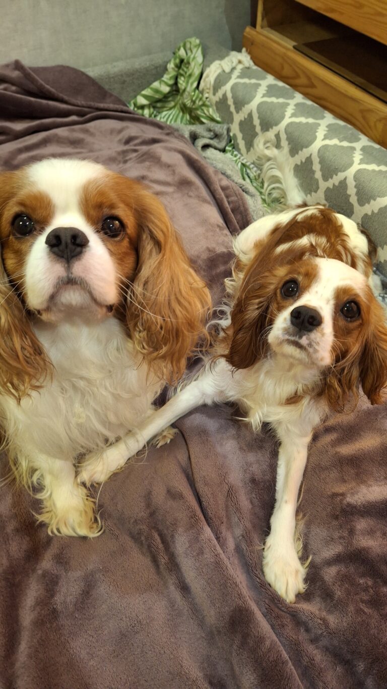 Cavalier King Charles spanjeli kutsikad! Saadaval