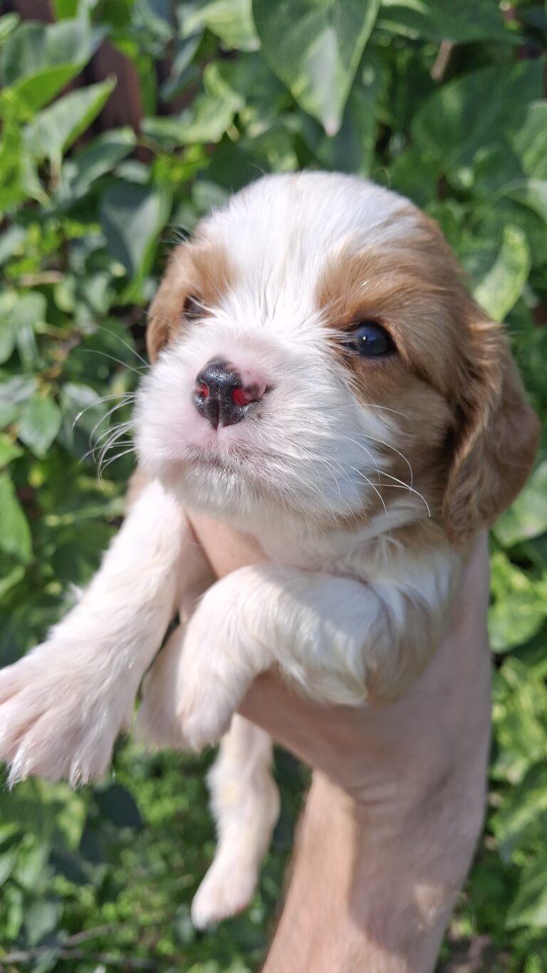 Cavalier King Charles spanjeli kutsikad! Saadaval