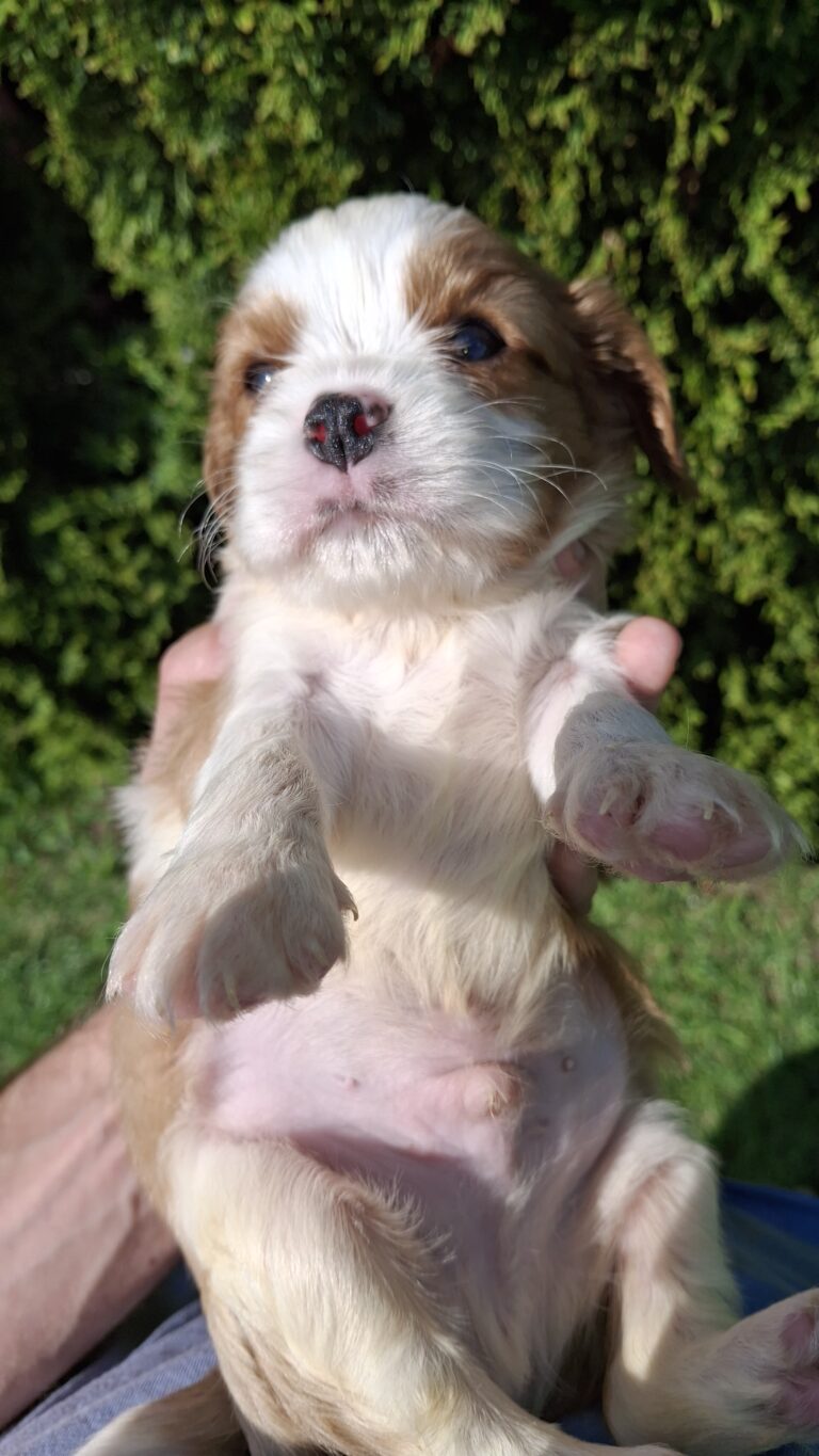 Ideaalsed tõupuhtad Cavalier King Charles spanjeli kutsikad!