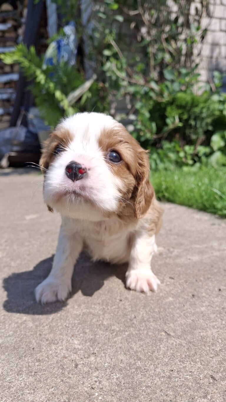 Ideaalsed tõupuhtad Cavalier King Charles spanjeli kutsikad!
