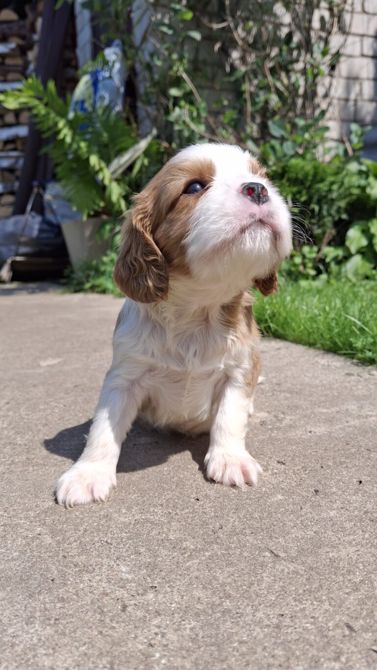 Ideaalsed tõupuhtad Cavalier King Charles spanjeli kutsikad!