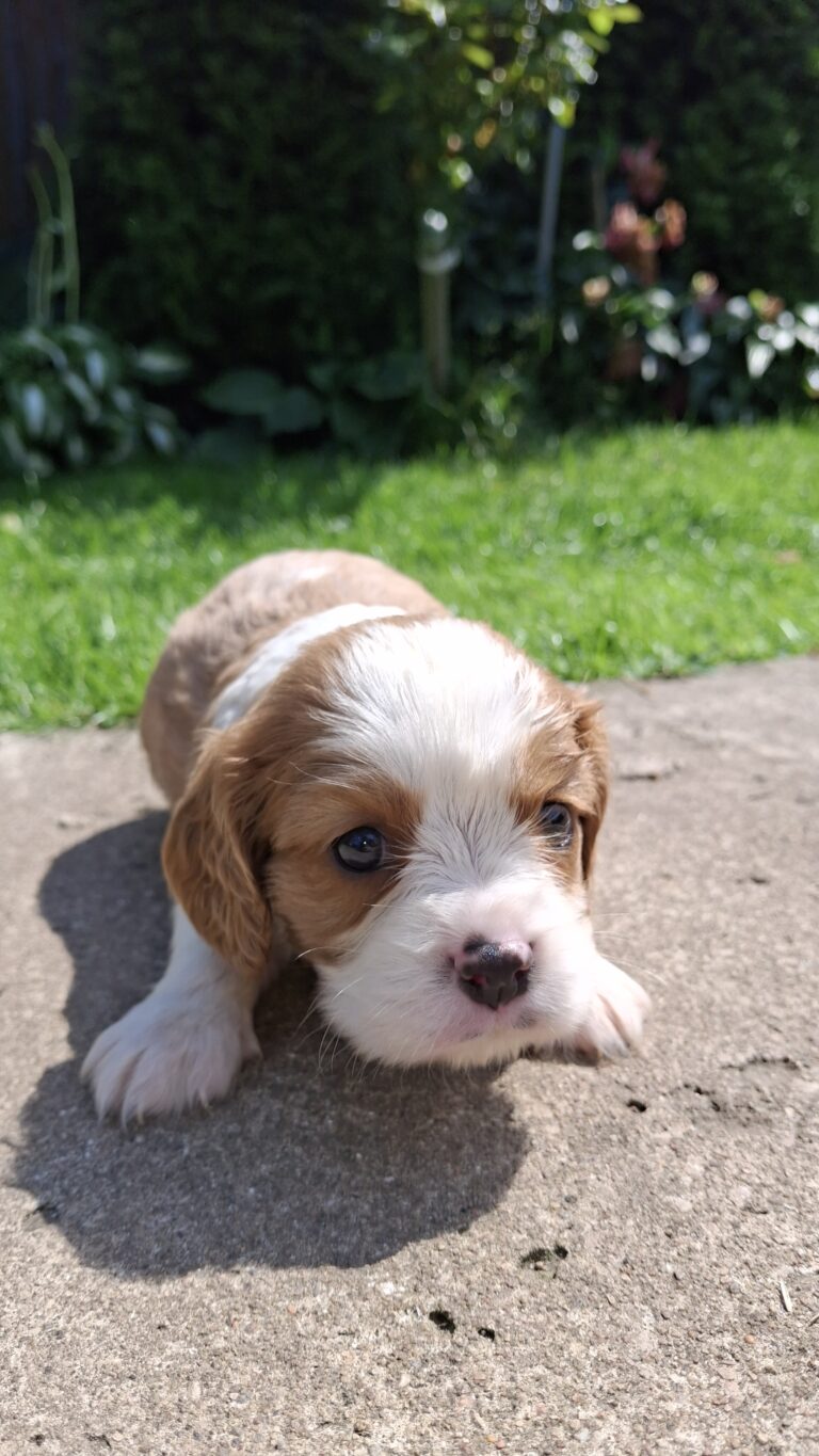Ideaalsed tõupuhtad Cavalier King Charles spanjeli kutsikad!