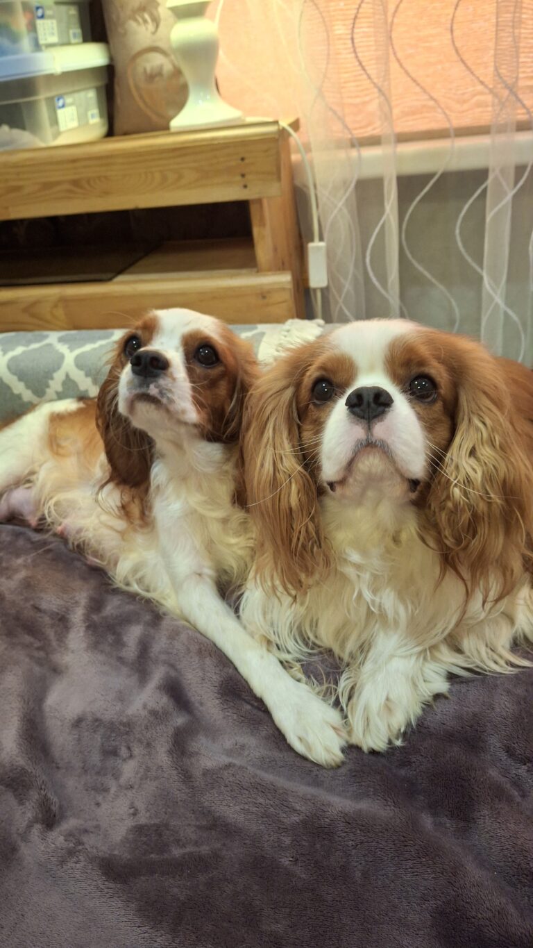 Cavalier King Charles spanjeli kutsikad! Saadaval